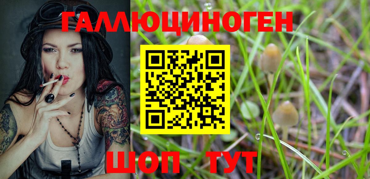 Галлюциногенные грибы Psilocybe Саратов