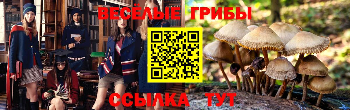 Саратов  Псилоцибиновые грибы Cubensis  Вход с VPN 